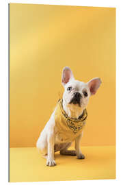 Gallery print Great Dane with bandana