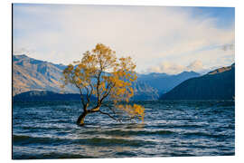 Tableau en aluminium Arbre solitaire en Nouvelle-Zélande en automne