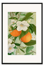 Gerahmter Kunstdruck Zweig des Orangenbaums