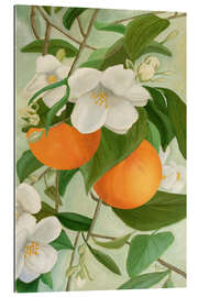 Gallery print Branch of the orange tree