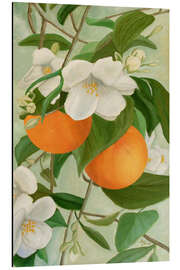 Magnettafel Zweig des Orangenbaums