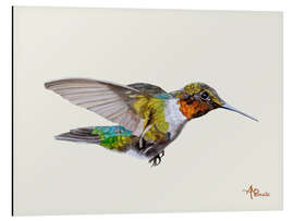 Print på aluminium Colorful hummingbird