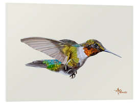 Foam board print Colorful hummingbird