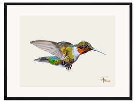 Gerahmter Kunstdruck Farbenfroher Kolibri