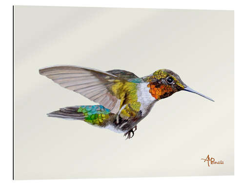 Gallery Print Farbenfroher Kolibri