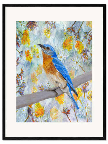 Ingelijste kunstdruk Eastern Bluebird in spring