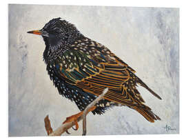 Foam board print Starling in the winter