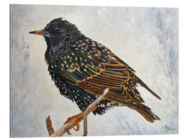 Gallery print Starling in the winter