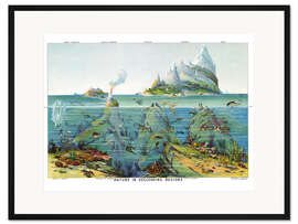 Gerahmter Kunstdruck Leben unter Wasser (Englisch)