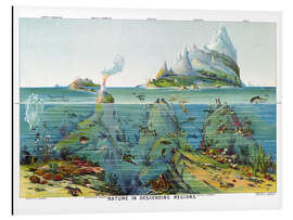 Magnettafel Leben unter Wasser (Englisch)