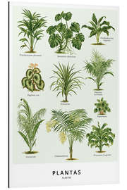 Aluminium print Foliage plants (Spanish)