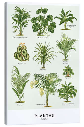 Canvas print Foliage plants (Spanish)