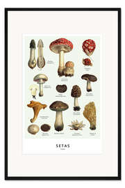 Gerahmter Kunstdruck Pilze (Spanisch)