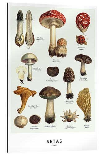 Gallery print Mushrooms (Spanish)