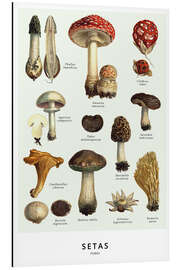 Magnettafel Pilze (Spanisch)