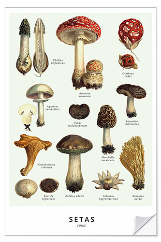 Naklejka na ścianę Mushrooms (Spanish)