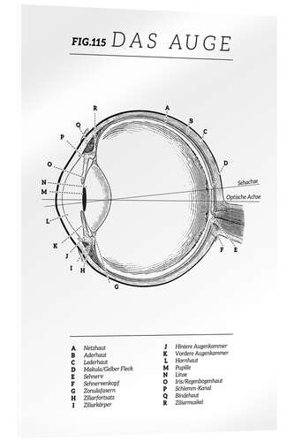 Acrylglasbild Das Auge, Diagramm (Vintage)