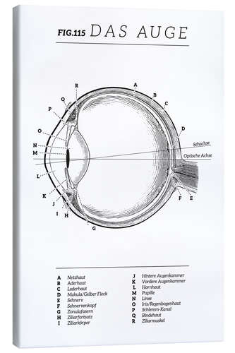 Canvas print Vintage eye diagram (German)