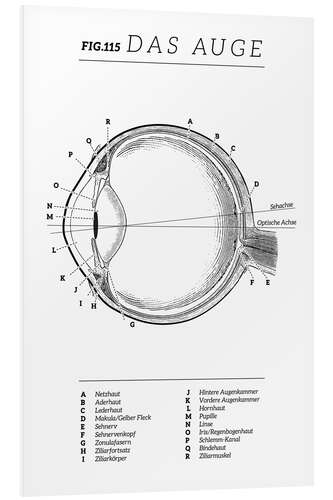 PVC-tavla Vintage eye diagram (German)