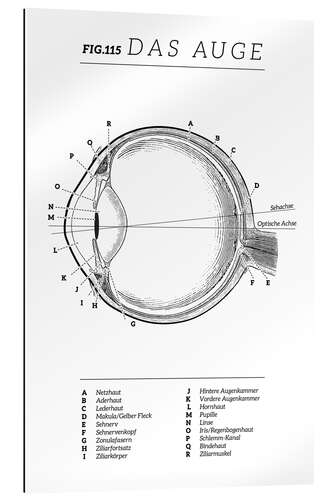 Quadro em plexi-alumínio Diagrama de olho vintage (alemão)