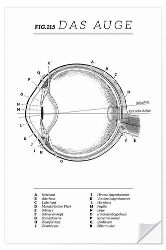 Naklejka na ścianę Vintage eye diagram (German)