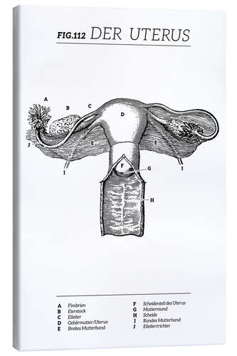 Canvas print Vintage Uterus Diagram (German)