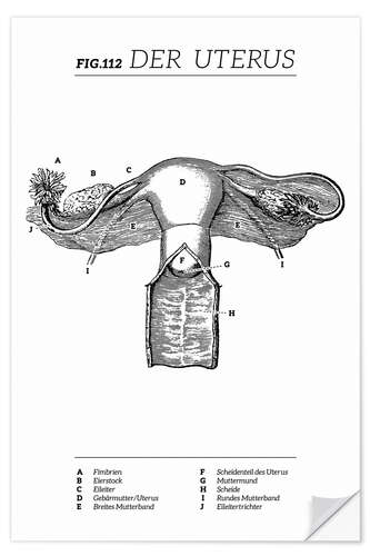 Selvklebende plakat Vintage Uterus Diagram (German)