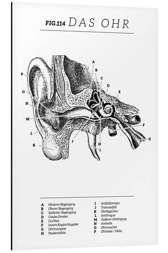 Aluminium print Vintage ear diagram (German)