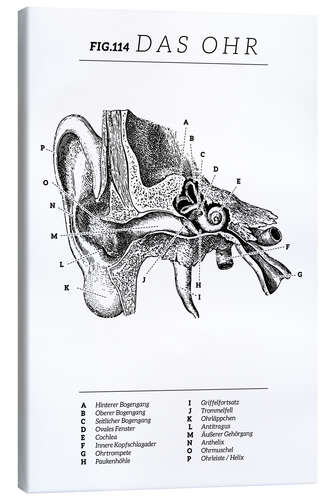 Canvas print Vintage ear diagram (German)