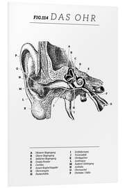 Foam board print Vintage ear diagram (German)