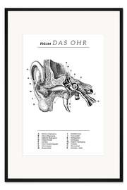 Gerahmter Kunstdruck Das Ohr, Diagramm (Vintage)