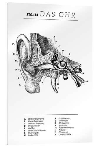 Quadro em plexi-alumínio Diagrama de orelha vintage (alemão)
