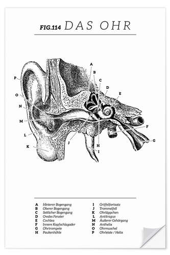 Naklejka na ścianę Vintage ear diagram (German)