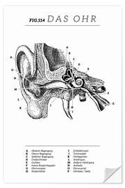 Selvklæbende plakat Vintage ear diagram (German)