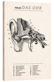 Wood print Vintage ear diagram (German)