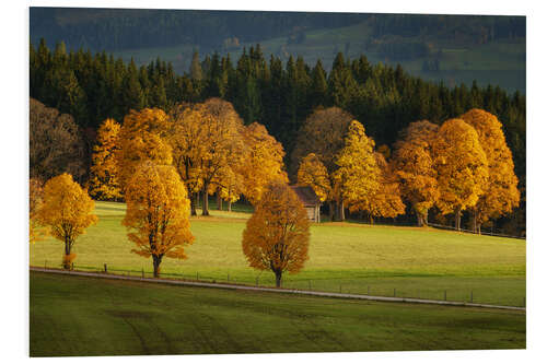 Foam board print Golden autumn