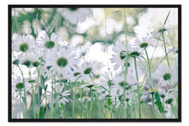 Gerahmter Kunstdruck Garten-Margerite