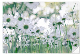 Wall sticker Garden daisy