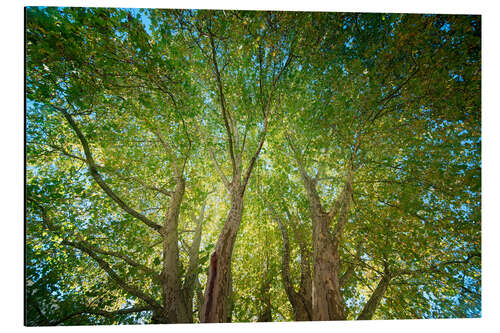 Tableau en aluminium Lumière d'automne