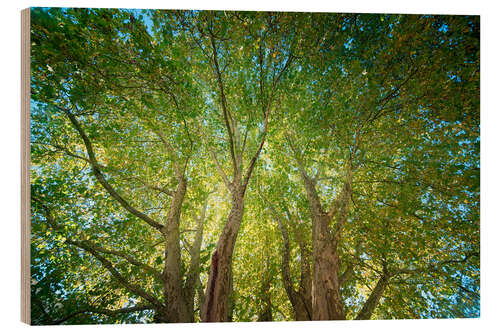 Wood print Autumn light