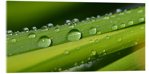 Akrylbillede Drops of water on a blade of grass