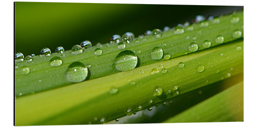 Aluminium print Drops of water on a blade of grass