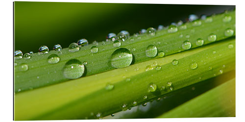 Gallery print Drops of water on a blade of grass