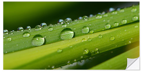 Selvklebende plakat Drops of water on a blade of grass