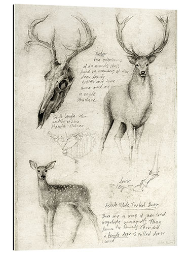 Galleriprint Deer