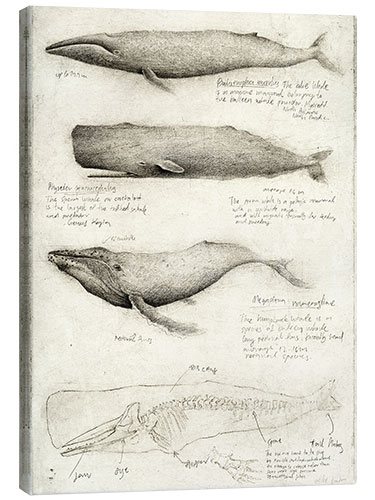 Canvas-taulu Whales