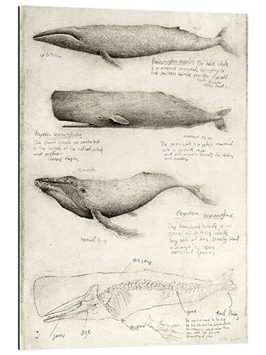 Galleriprint Whales