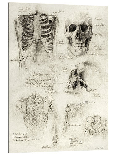 Galleritryck Skeleton