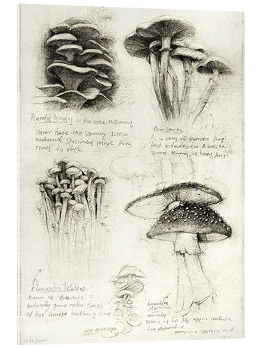 Akryylilasitaulu Mushrooms