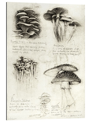 Galleriprint Mushrooms